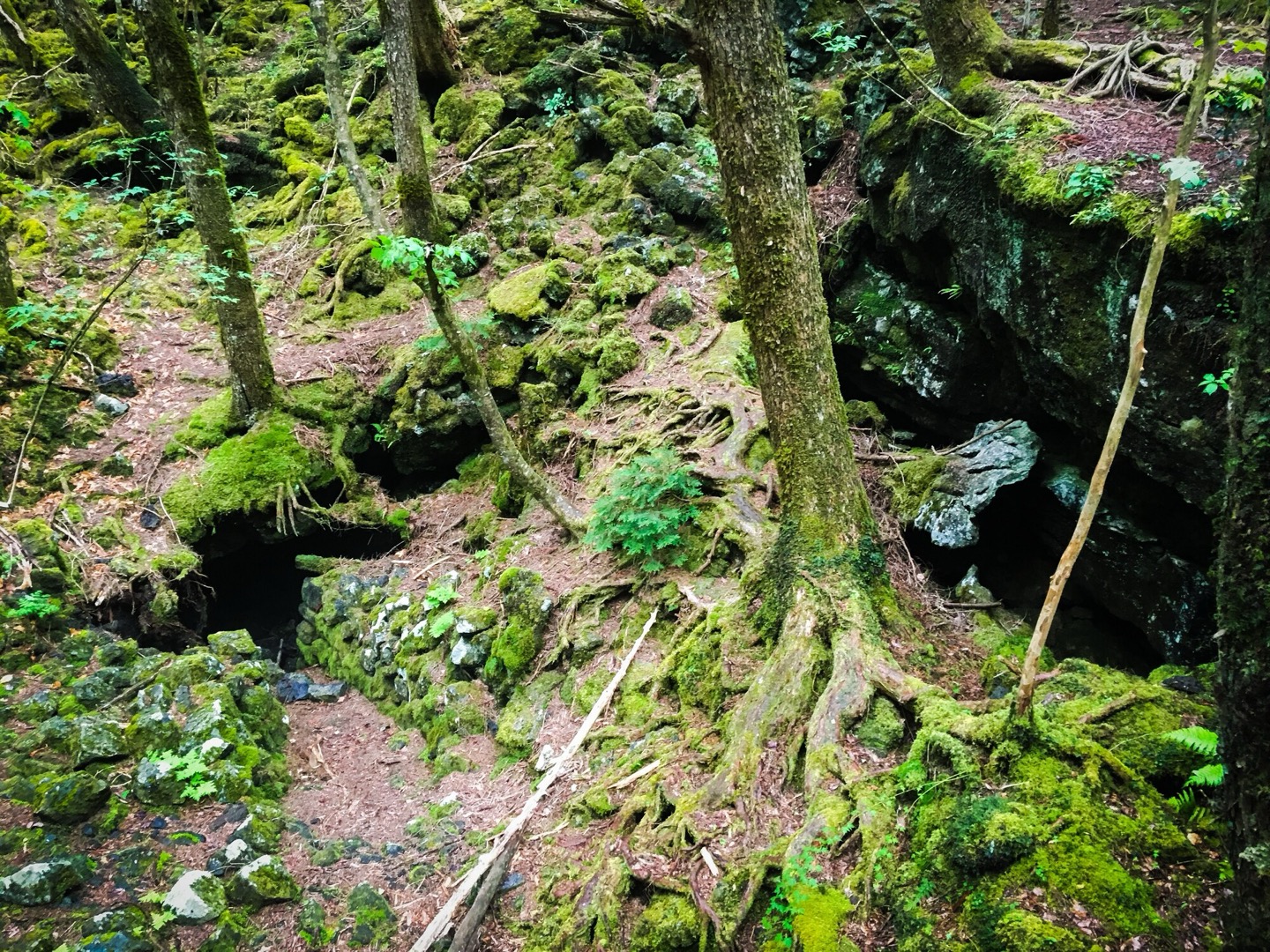 苔に覆われた溶岩と木の根が広がる、青木ヶ原樹海の森の中