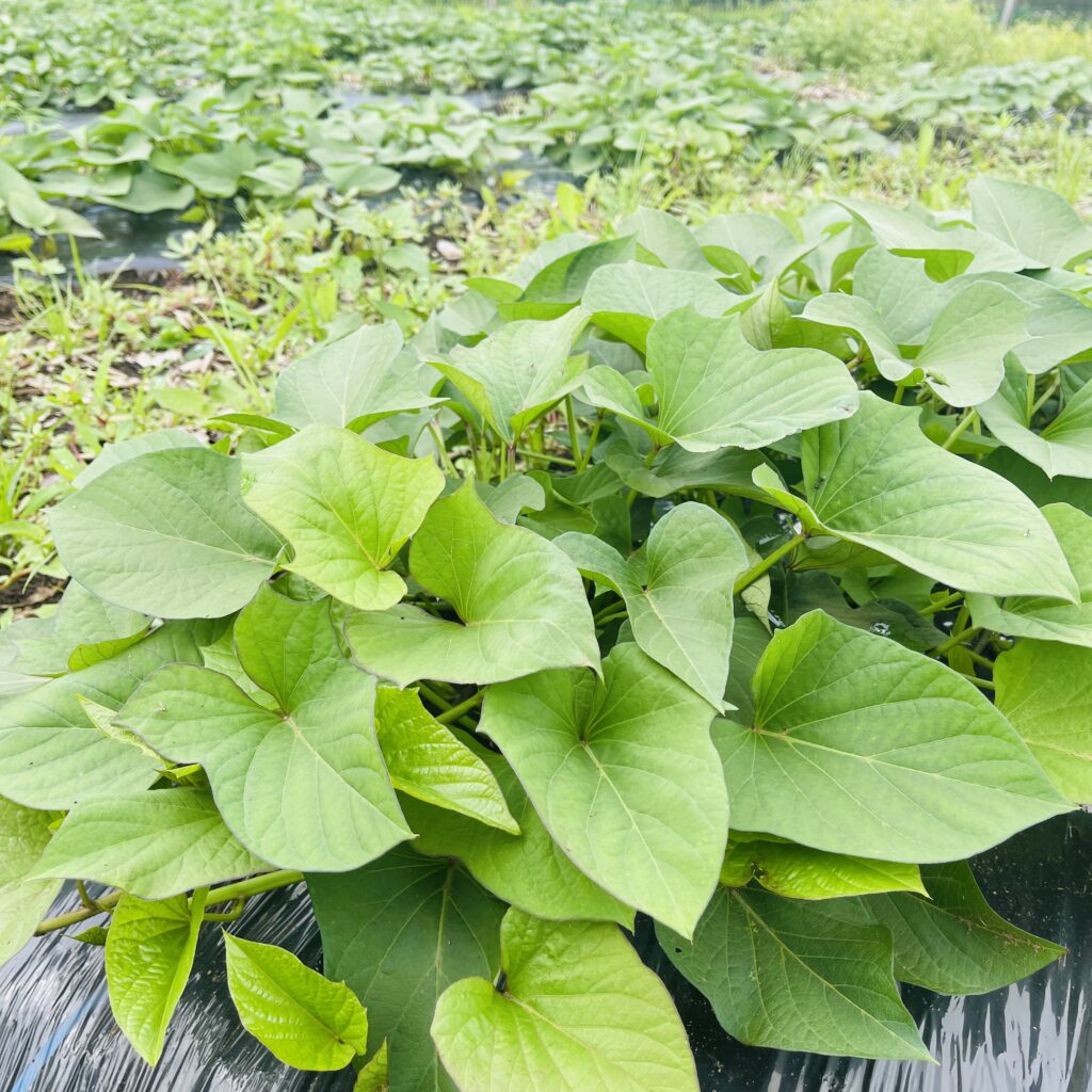 7月5日（月曜日）