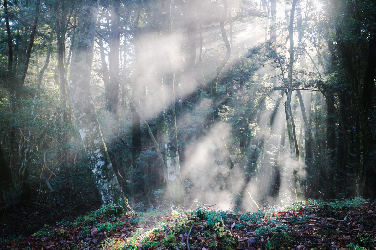 青木ヶ原樹海早朝プライベートツアー | hamayouresort